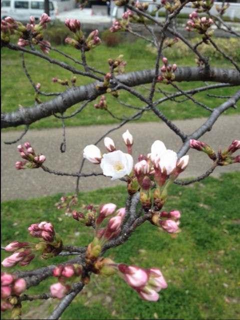 大阪城公園の桜